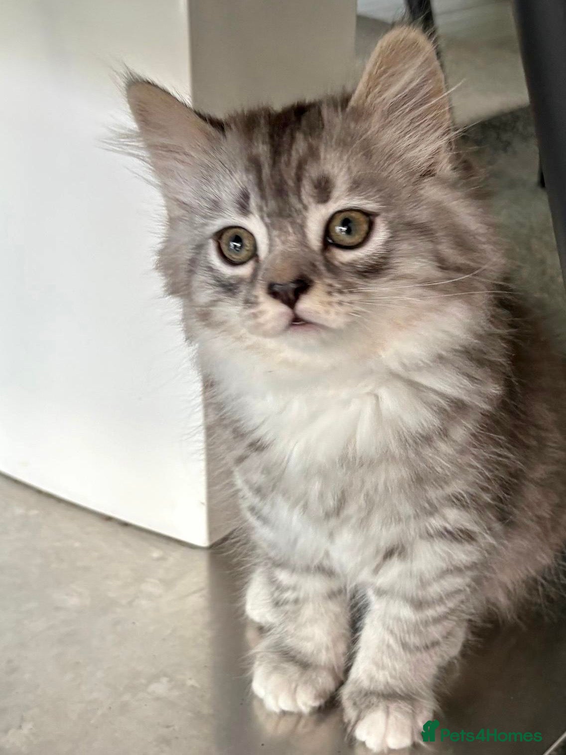 Mixed Breed cats Rare Silver Smoke Semi-longhair  Breed Cross - Advert 2