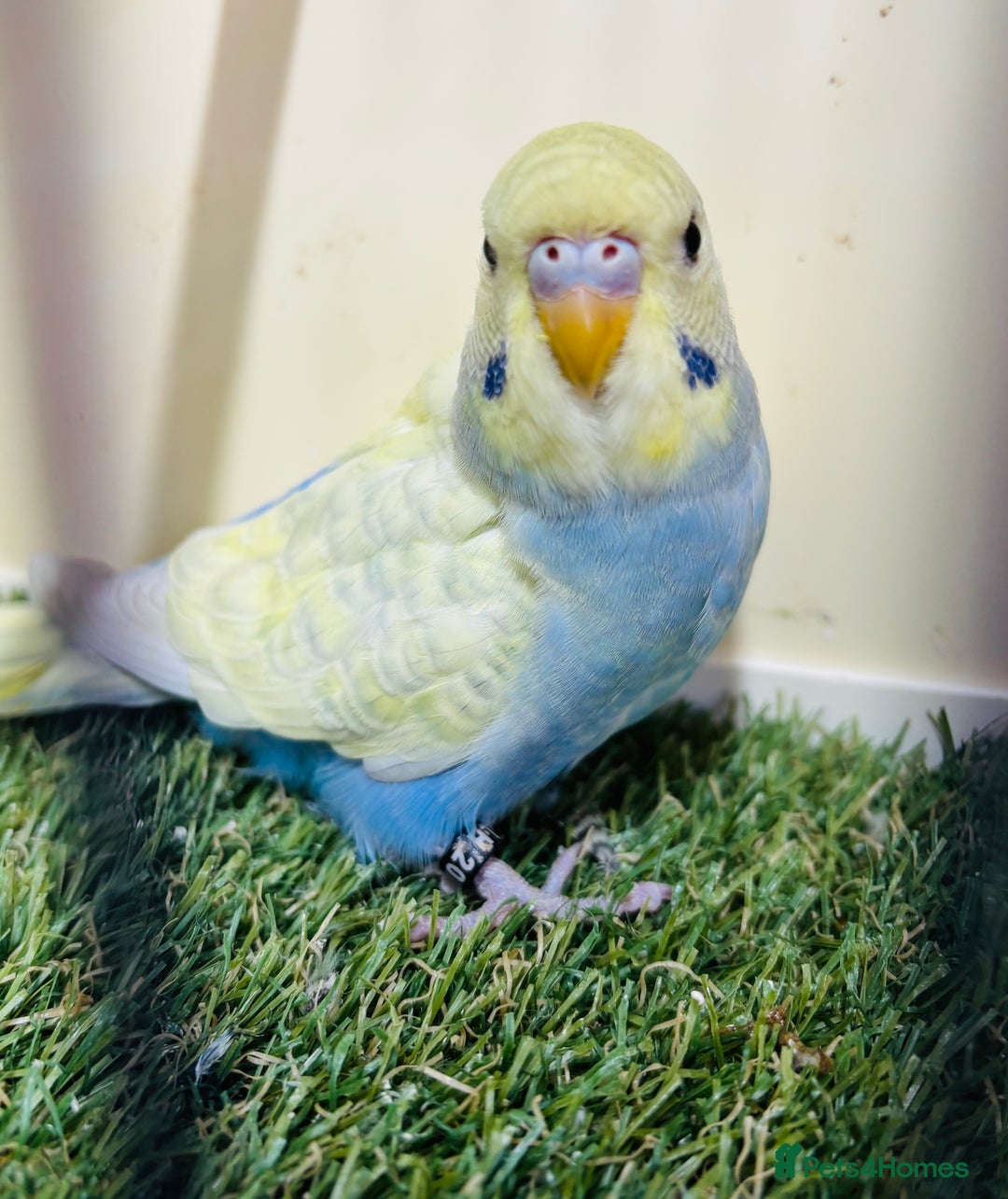 Budgerigars birds for sale: Beautiful baby budgies for sale  - Image 1