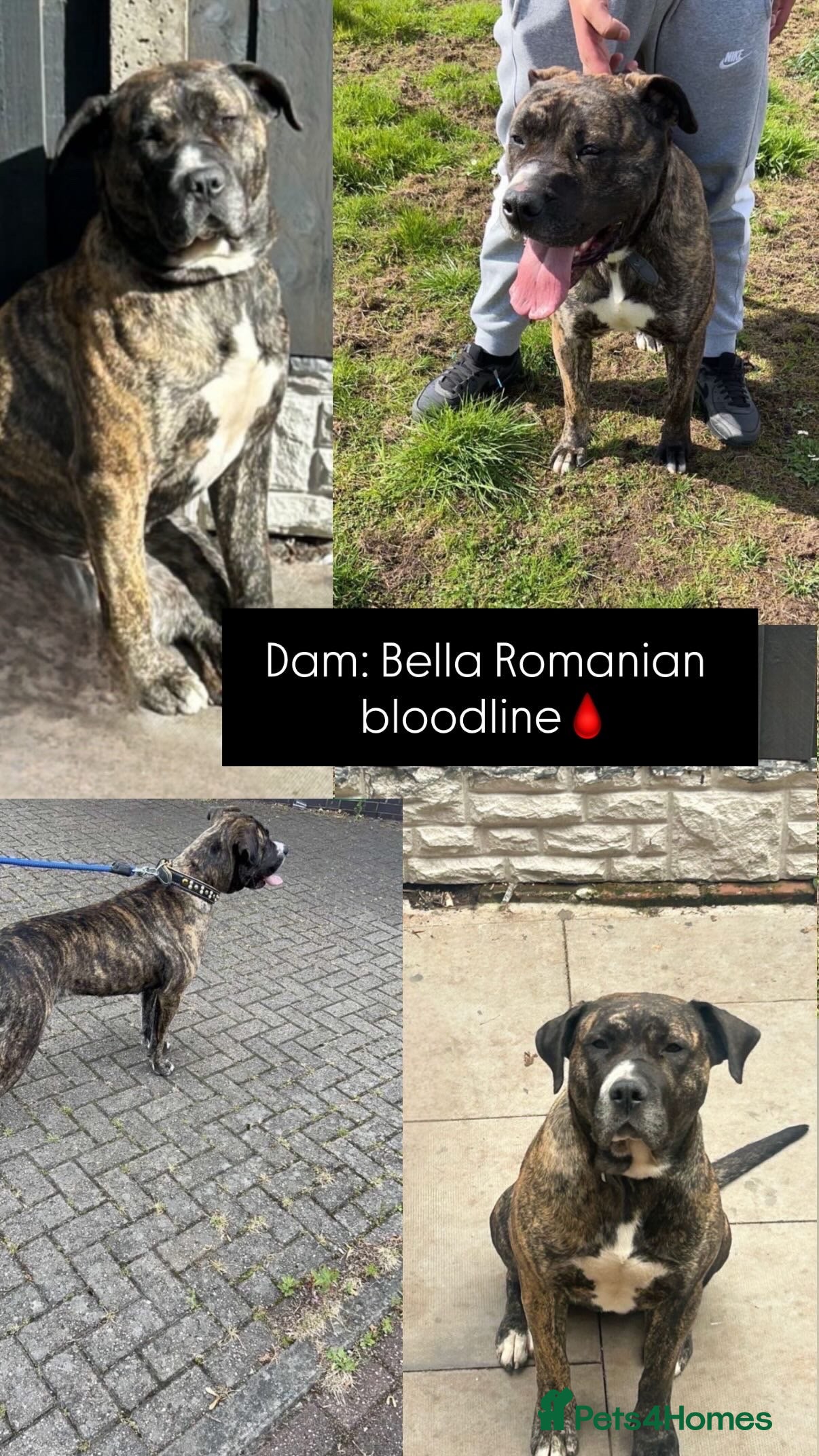 Presa Canario dogs Ground breaking presa Canario pups!! - Advert 2