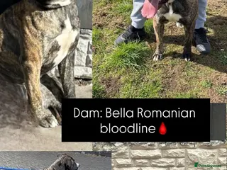 Presa Canario dogs Ground breaking presa Canario pups!! - Advert 2