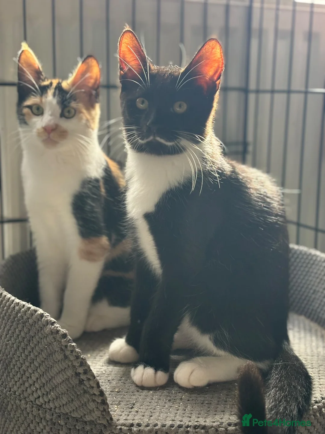 Domestic Shorthair cats for adoption: Jake, Toffee & Caramel - Adopt Cats in Crisis  - Advert 2