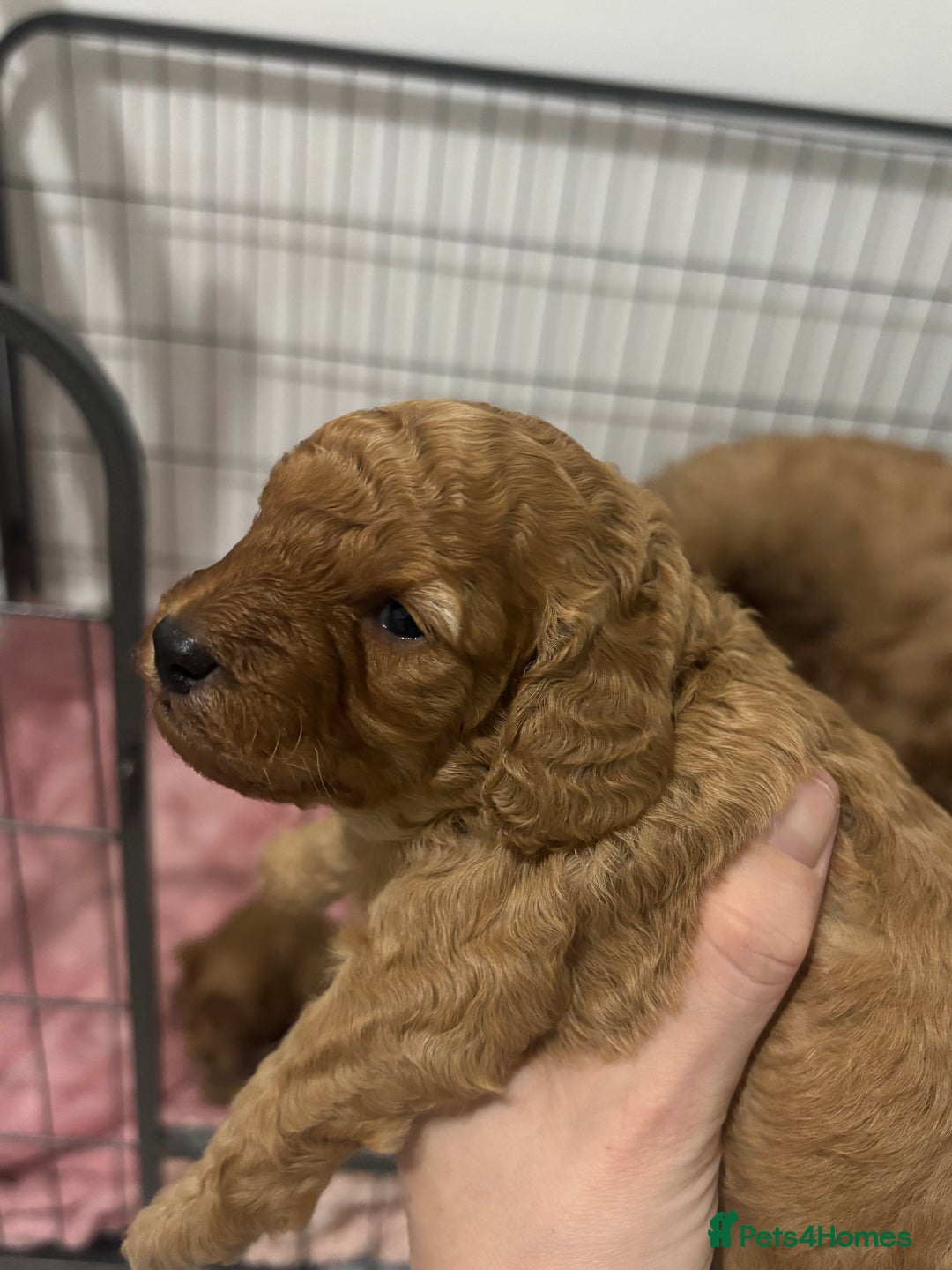 Cockapoo dogs for sale: Red cockapoo pups 😍 3 weeks old almost  - Advert 17