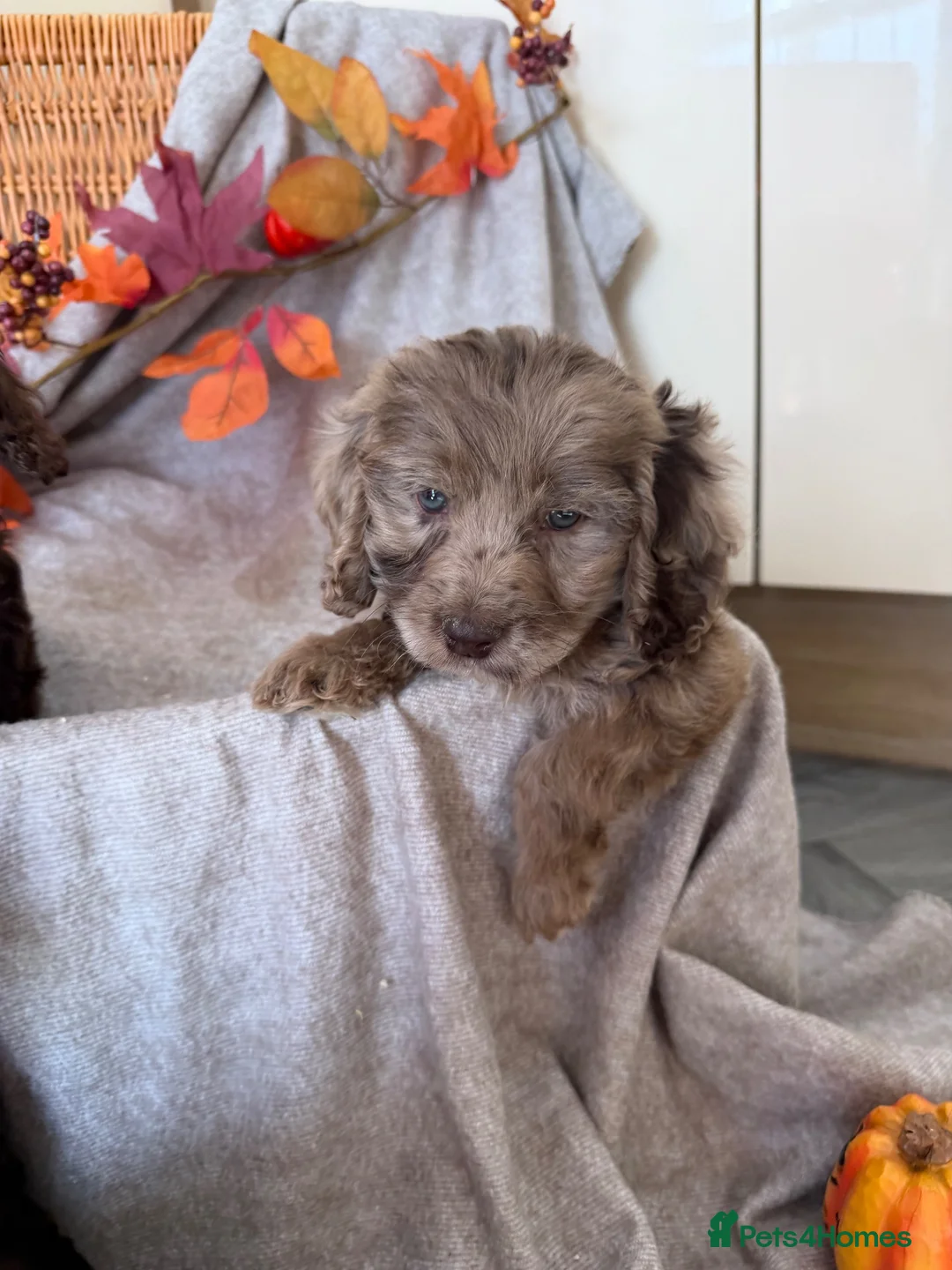 Cockapoo dogs for sale: Cockapoo puppies - Advert 26
