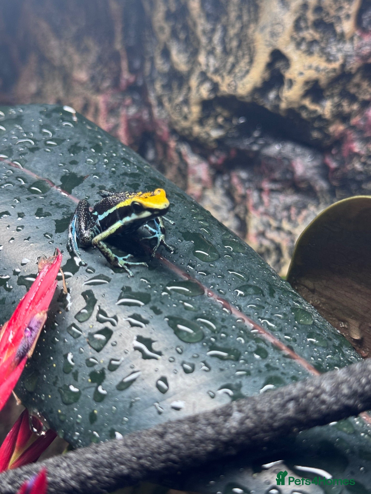 Frog reptiles Peppered Dart Frog - Advert 1