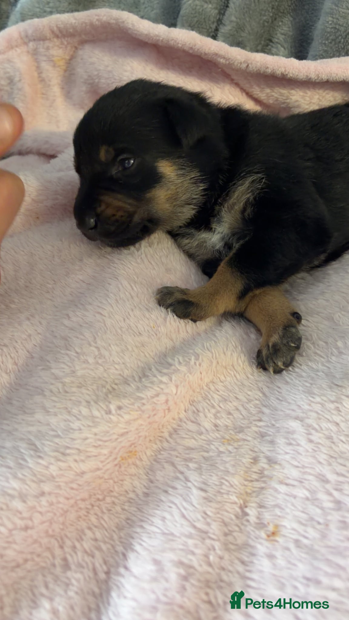 Mixed Breed dogs for sale: Belgian Mali x German shepherd  - Advert 24
