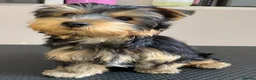 Yorkshire Terrier dogs for sale: KC Registered Yorkshire Terrier Puppies  - Advert 5