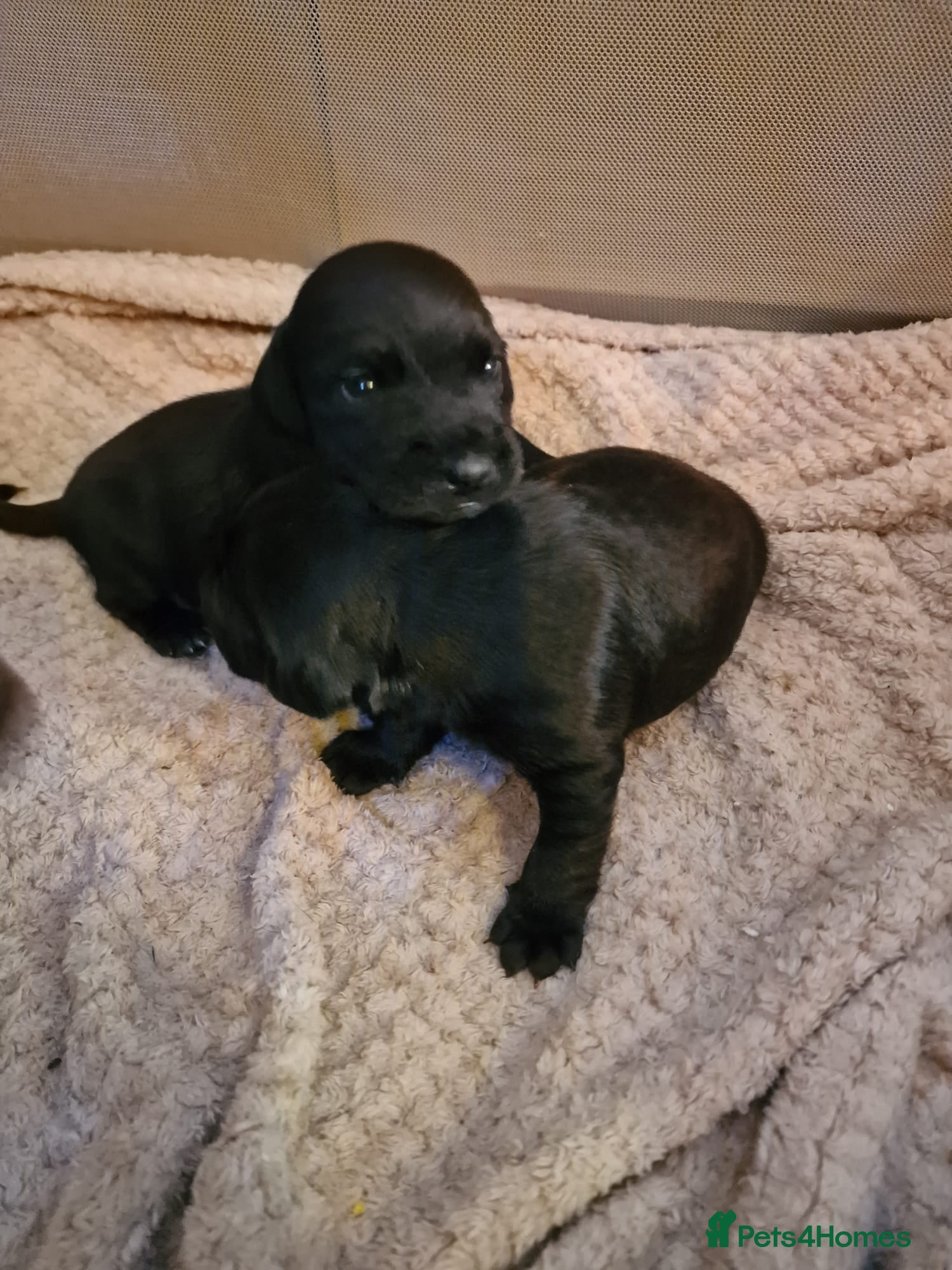 Patterjack dogs Stunning litter of puppies for sale  - Advert 1