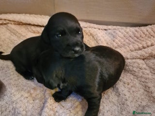 Patterjack dogs Stunning litter of puppies for sale - Advert 1