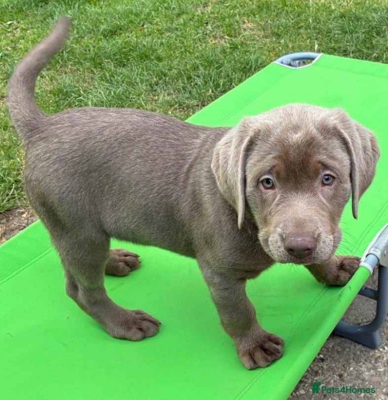 Labrador Retriever dogs Gorgeous Silver Labrador Puppies  - Advert 1