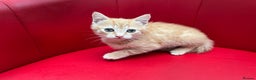Mixed Breed cats for sale: Ginger Boy looking for a loving home. - Advert 8