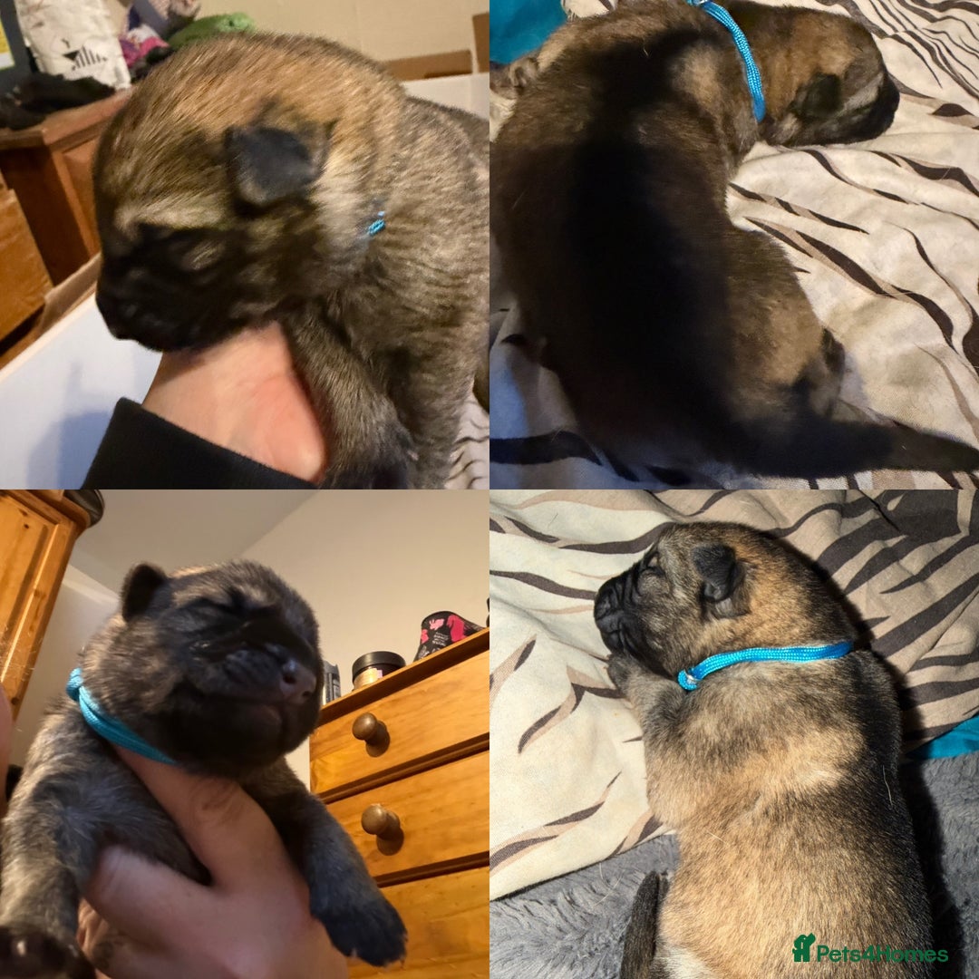 German Shepherd dogs for sale: Beautiful chunky German Shepherd Pups - Image 5