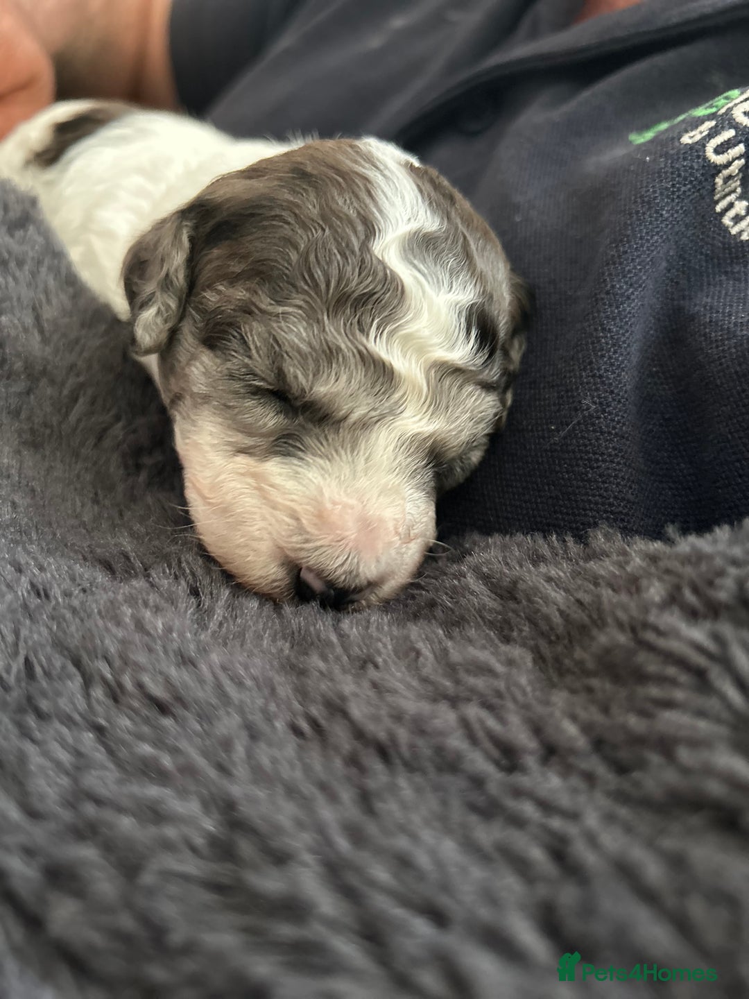 Poochon dogs for sale: Gorgeous poochon puppies 🐶🐾 - Image 8