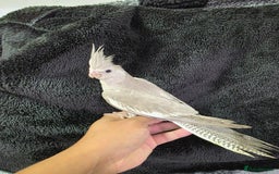 Cockatiels birds for sale: Silly hand tamed baby cockatiels for sale  - Image 7