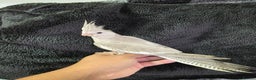 Cockatiels birds for sale: Silly hand tamed baby cockatiels for sale  - Advert 7