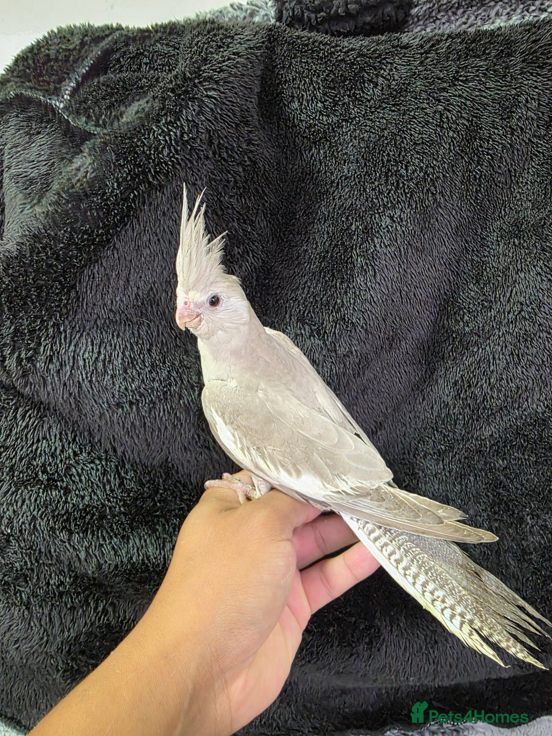 Cockatiels birds for sale: Silly hand tamed baby cockatiels for sale  - Image 7