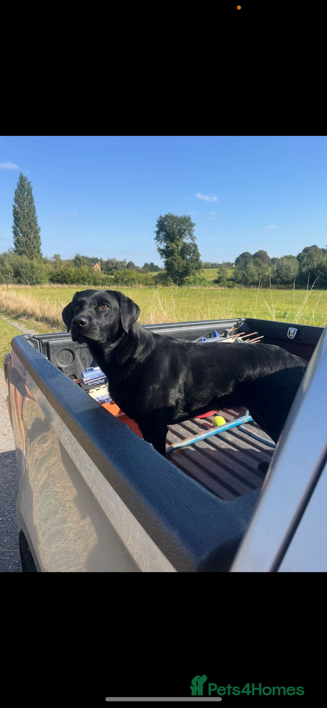 Labrador Retriever dogs for sale: Black Labrador Puppies for sale - Image 7