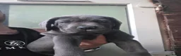 Cane Corso dogs for sale: 1 Female blue beautiful cane corso pup 10 week ol1 - Advert 4