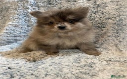 Pomeranian dogs for sale: Ready to leave Pomeranian puppies  - Image 13