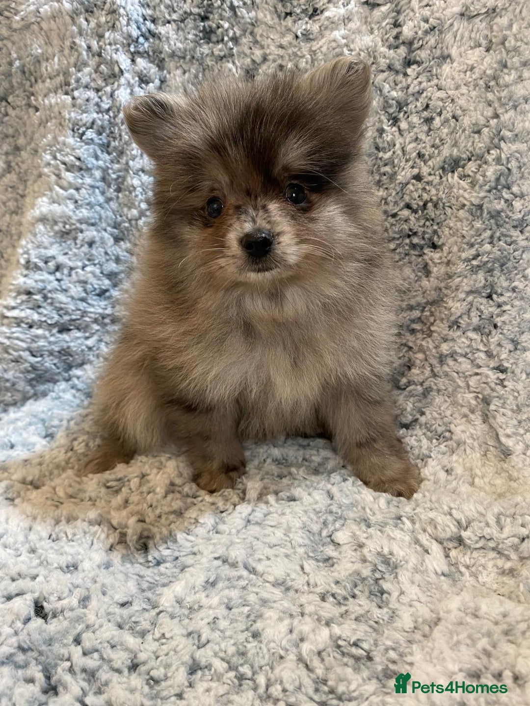 Pomeranian dogs for sale: Ready to leave Pomeranian puppies  - Image 13