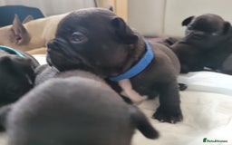 French Bulldog dogs for sale: 2 Girls and 4 Boys - Image 19