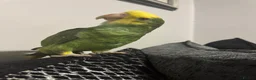 Parrots birds for sale: Magna Double yellow headed Amazon  in Wisbech - Advert 4