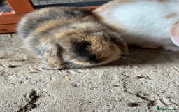 Mini Lop rabbits for sale: Gorgeous Mini lop baby rabbits - Image 2