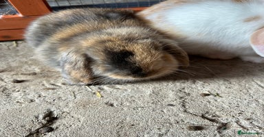Mini Lop rabbits - Advert 12