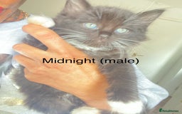 Ragdoll cats for sale: Ragdoll X domestic shorthair kittens  - Image 5