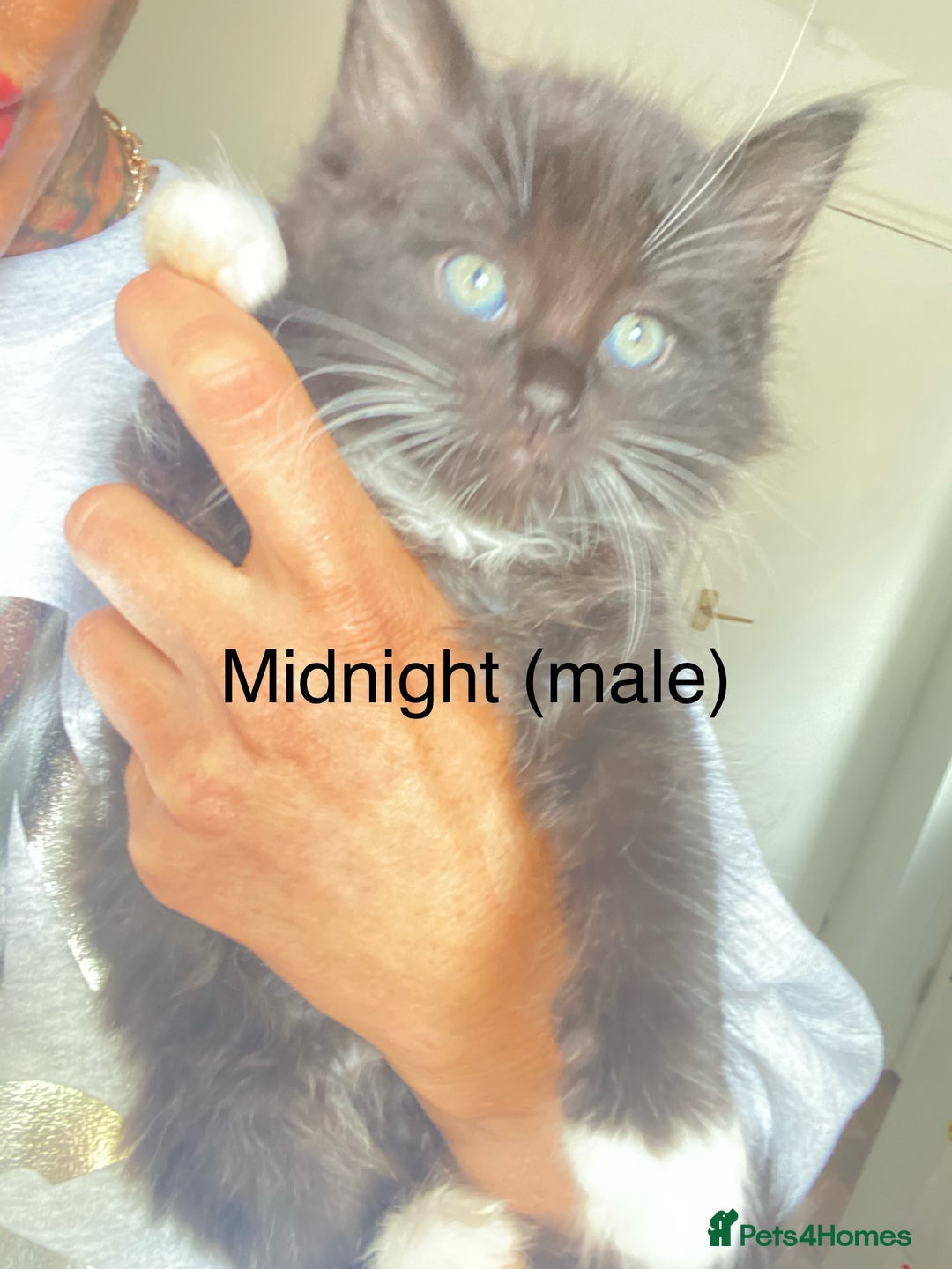 Ragdoll cats for sale: Ragdoll X domestic shorthair kittens  - Image 5