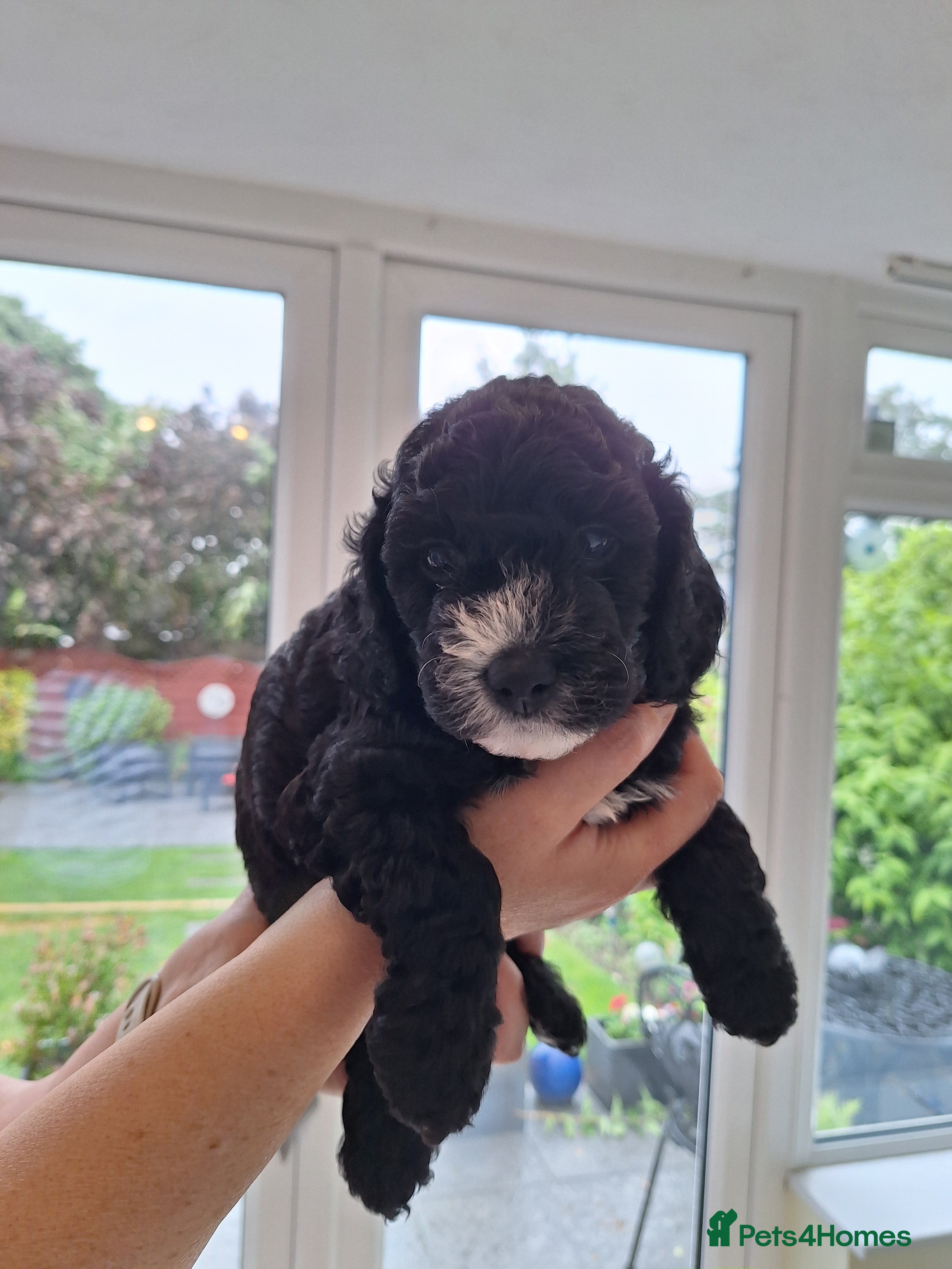 Cockapoo dogs for sale: Cockerpoo in Deal - Advert 7