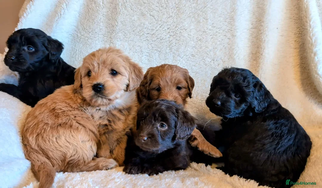 Labradoodle dogs for sale: Labradoodle Puppies ready May 2nd - Advert 2