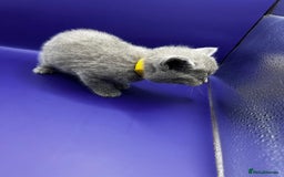British Shorthair cats for sale: 🏆Grand Imperial Champion Sired GCCF Registered🏆  - Image 10