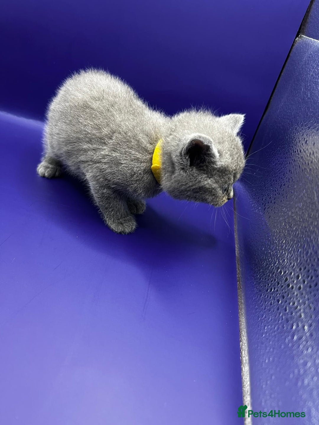 British Shorthair cats for sale: 🏆Grand Imperial Champion Sired GCCF Registered🏆  - Image 10