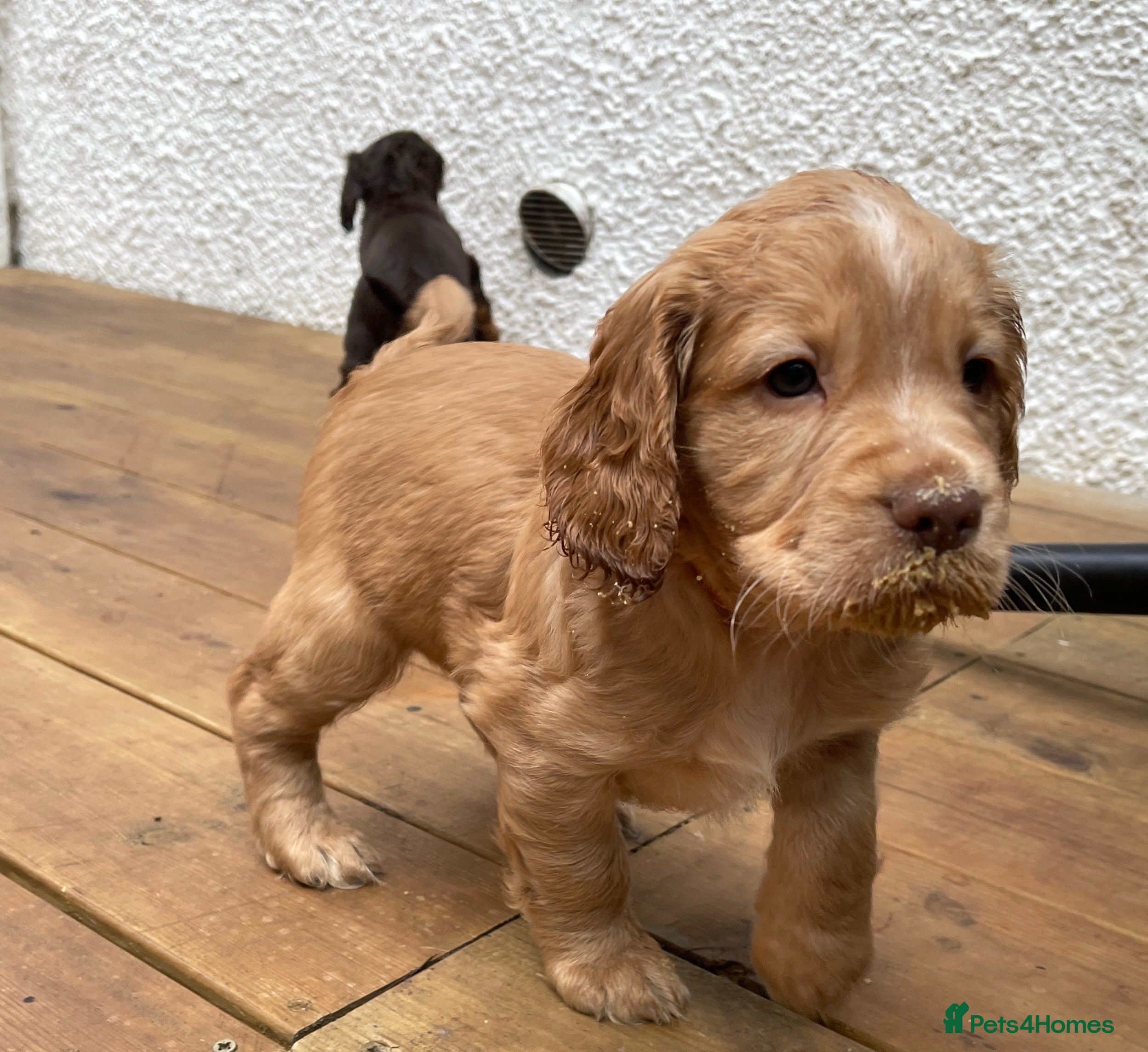 Cocker Spaniel dogs Working cocker spaniels - Advert 15