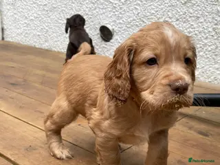 Cocker Spaniel dogs Working cocker spaniels - Advert 15