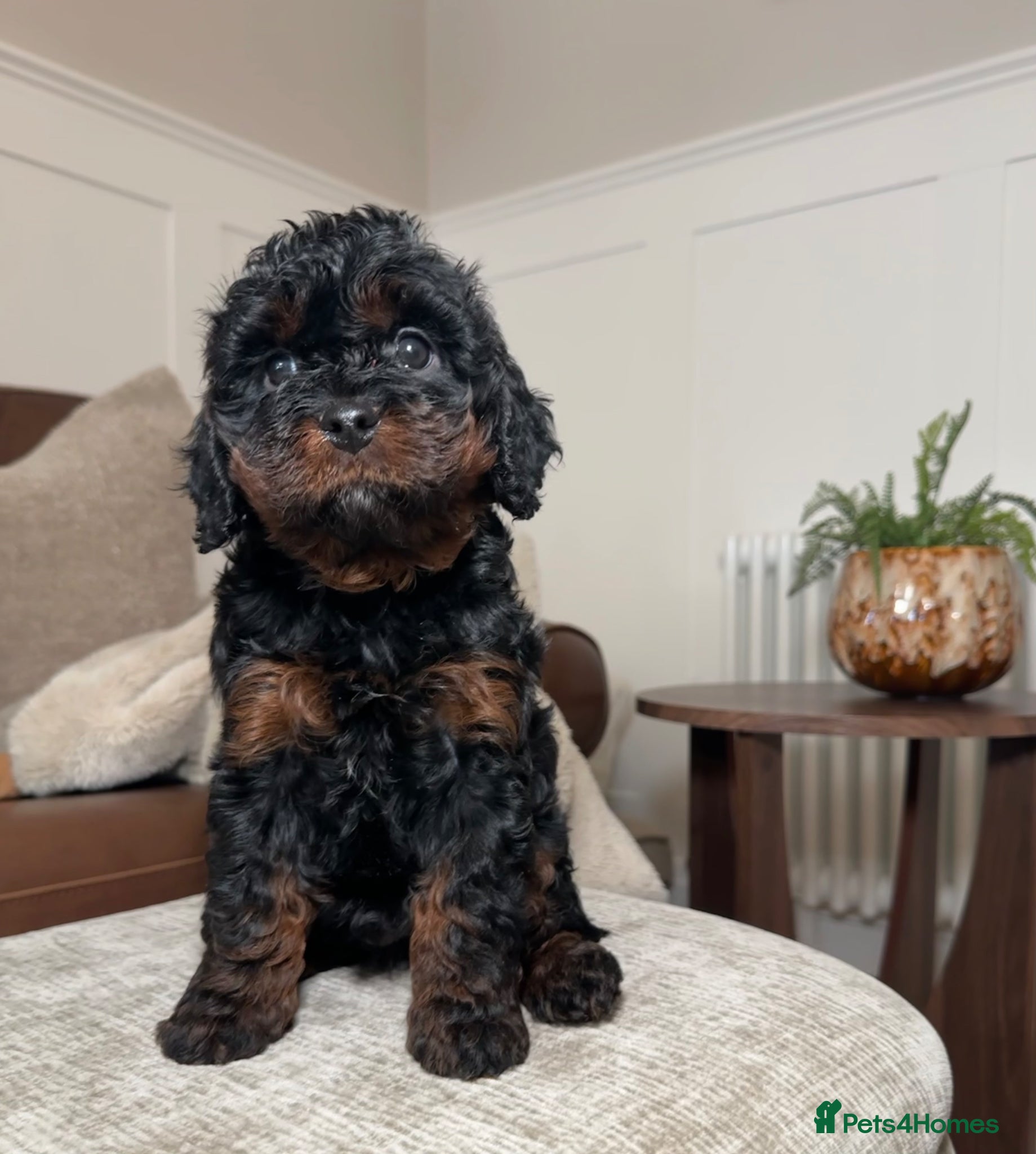 Cavapoo dogs Adorable Cavapoo puppies. Health tested Parent.  - Advert 1