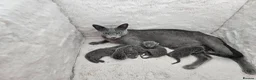 Russian Blue cats for sale: GCCF REGISTERED RUSSIAN BLUE KITTENS  - Advert 4