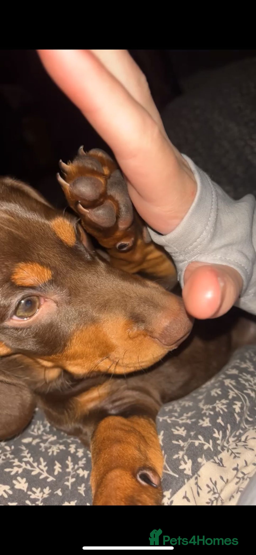 Dachshund dogs for sale: Dachshund female 15week old - Advert 4