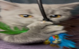 British Shorthair cats for sale: Blue & Fawn Boys & Girls - Image 21