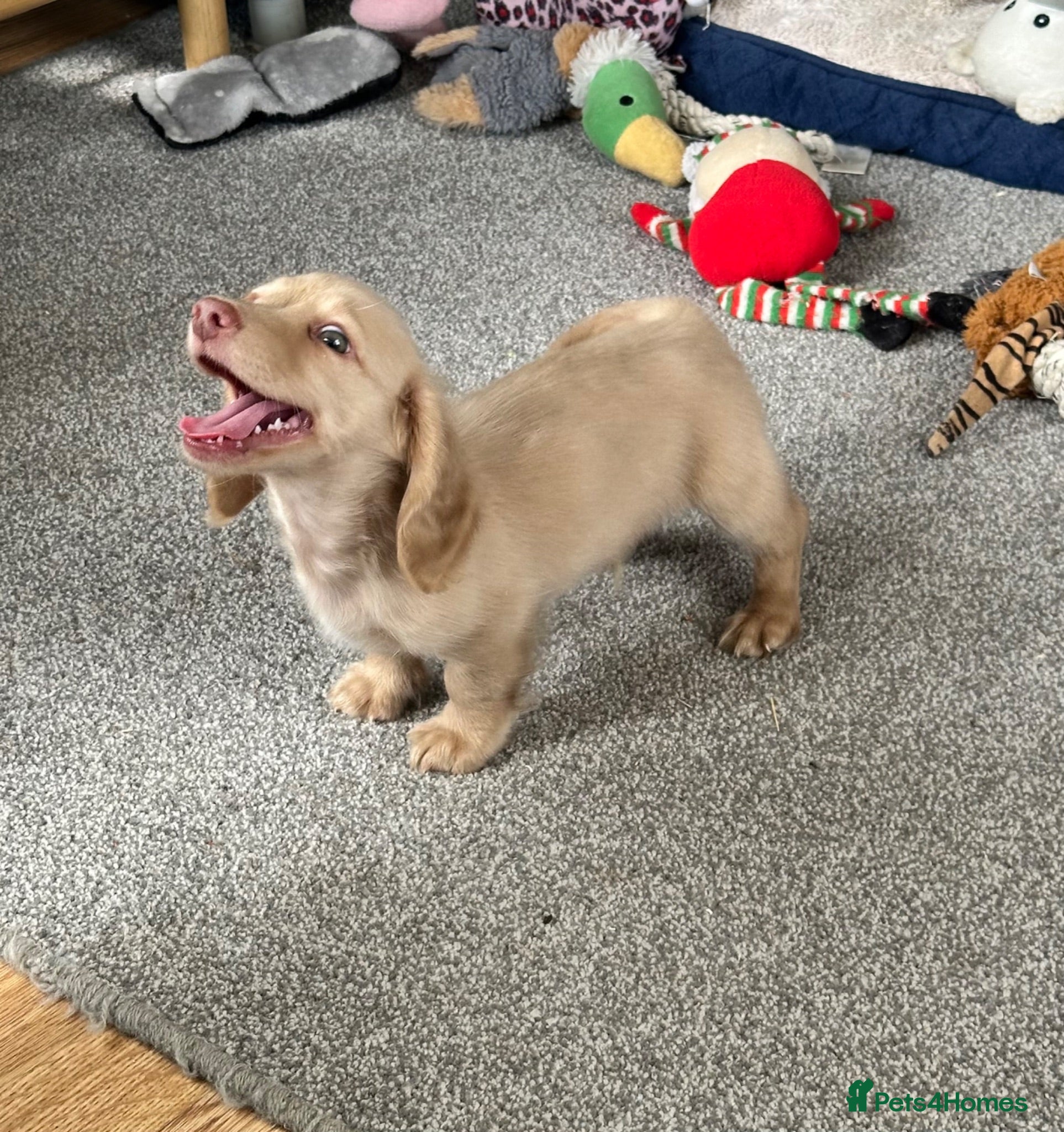 Dachshund dogs Stunning longhaired creams and shaded cream pups - Advert 2