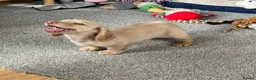 Dachshund dogs for sale: Stunning longhaired creams and shaded cream pups - Advert 2