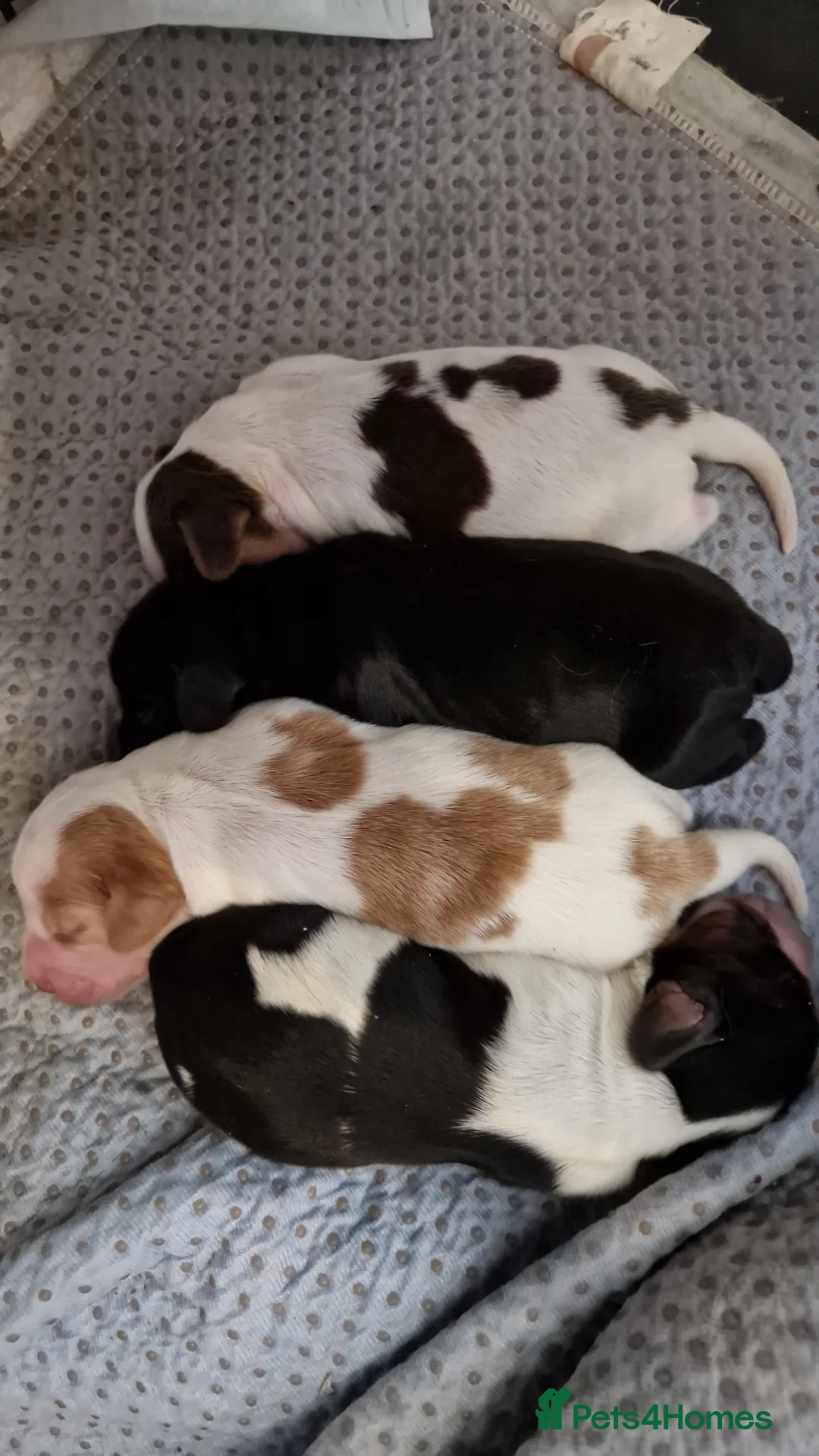 Cocker Spaniel dogs for sale: 4x show cocker spaniel puppies. - Advert 1