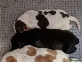 Cocker Spaniel dogs 4x show cocker spaniel puppies. - Advert 4