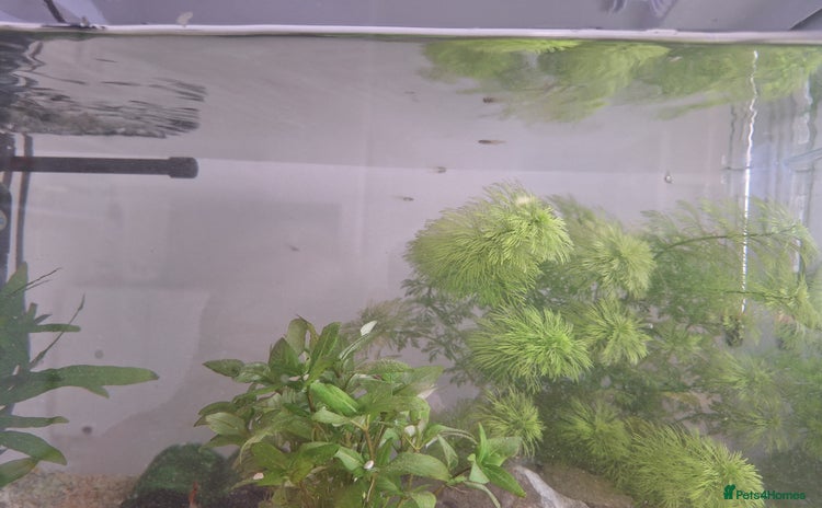 Other/Mixed Breed fish - Advert 15