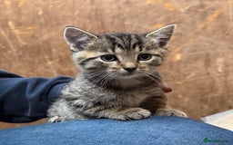 Domestic Shorthair cats for sale: 6 gorgeous kittens - Image 5