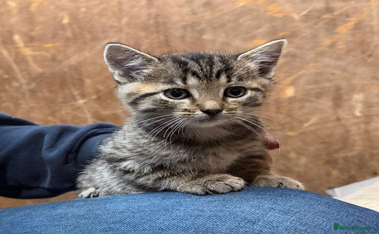 Domestic Shorthair cats - Advert 3