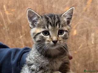 Domestic Shorthair cats - Advert 29