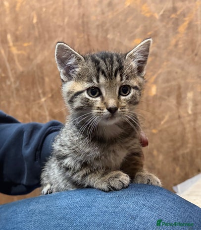 Domestic Shorthair cats - Advert 3