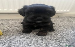 Mixed Breed dogs for sale: Shih tzu x cockerspaniel  in Chelmsford - Image 8