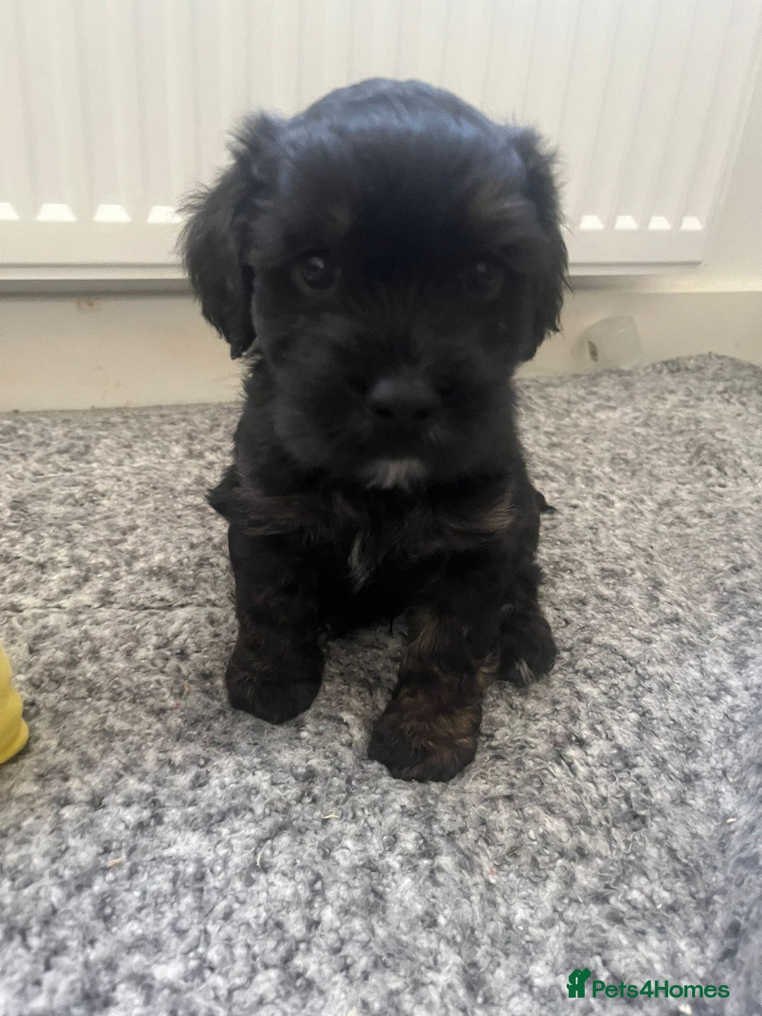 Mixed Breed dogs for sale: Shih tzu x cockerspaniel  in Chelmsford - Image 8